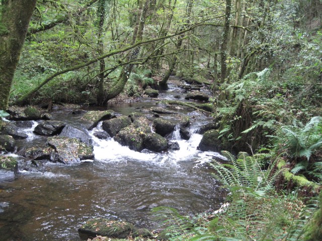 (Aghavrin) Mullinhassig Wood Pic 3